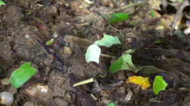 Yaprak parçaları taşıyan Atta sp, yaprak kesicinin yavaş çekim videosu 