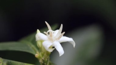 Yeşil bitki ve beyaz çiçeklerin videosu