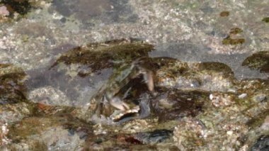 Kaya yengeçlerinin videosu, sudaki hemigrapsus sp 