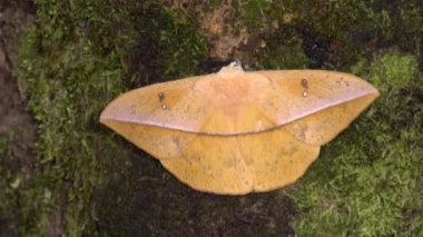 İki dev ipek böceği güvesi, Lonomia sp, Saturniidae familyası, ağaç kabuğunda yosun ve video. 