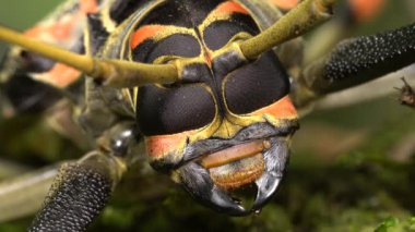 Tropikal, egzotik böcek videosu