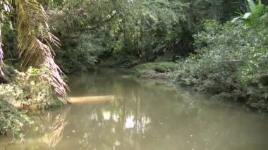 Zaman aşımı videosu, yeşil ormanda nehir suyu akışı