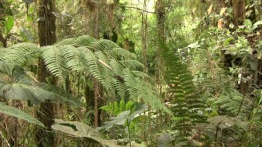 Yeşil orman ortamı çiçek yaprakları, video 