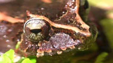 Kahverengi kurbağa gözü videosu, apandisit yağmur kurbağası, pristimantis apandisiti.