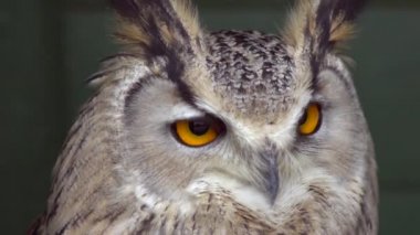 Avrupa Kartalı Baykuşu, Bubo Bubo 'nun videosu