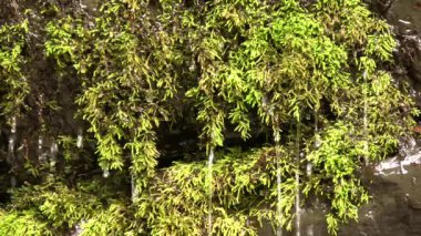 Ağaç dalları, bitki yaprakları ve su damlaları, video 