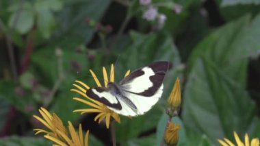 Kelebeğin doğadaki videosu, yavaş çekim 