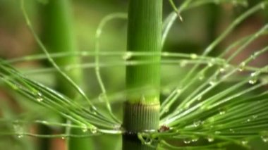 Dev at arabası, Equisetum giganteum, yeşil bitkinin videosu.