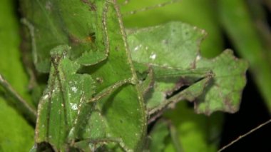 Yaprak, bitki üzerinde Katydid böceği taklidi yapıyor.