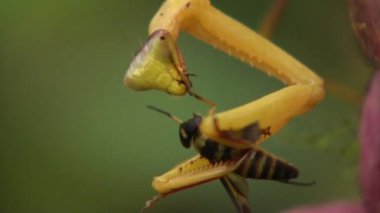Mantid 'in sinek yediği video.