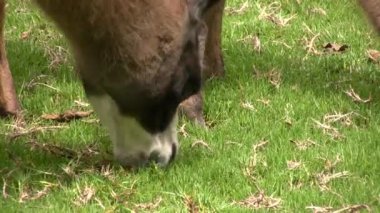Rüzgarın süpürdüğü lama sürüsü, video 