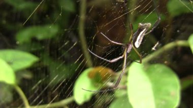 Orb web örümceği, Ekvador Amazonunda Nephila sp, video 