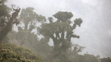 Dumanlı tropikal orman ağaçlarının manzarası 