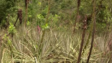 Puya aequatorialis 'in videosu, Ekvador And Dağları' ndaki karasal bromeliad