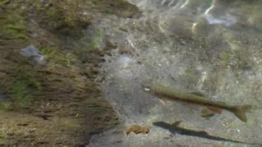 Juvenile Rainbow Trout, Oncorhynchus Öpücüğüm suda yüzüyor, zaman aşımına uğramış video 
