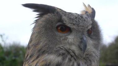 Avrupa Kartalı Baykuşu, Bubo Bubo 'nun videosu