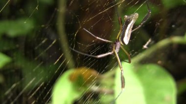 Orb web örümceği, Ekvador Amazonunda Nephila sp, video 