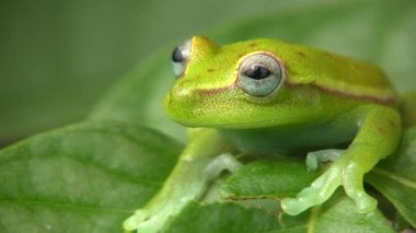Kaba derisi yüzülmüş yeşil ağaç, yaprak üzerinde Hypsiboas cinerascens videosu 