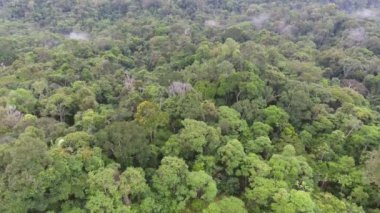 Ağaçlı manzaranın havadan görüntüsü  