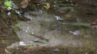 Juvenile Rainbow Trout, Oncorhynchus Öpücüğüm suda yüzüyor, yavaş çekim videosu 