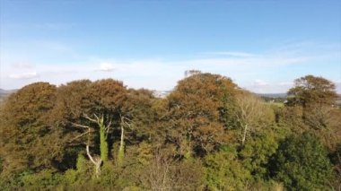 Vahşi tropik orman, bitkilerin üzerindeki yeşil yapraklar, insansız hava aracı videosu. 