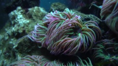 Video Yılan, İngiltere 'nin Cornwall sahilinden Anemone, Anemonia Viridis' i kilitler.