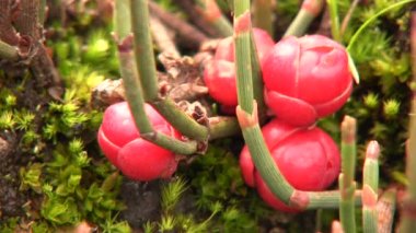 Video, Ephedra americana alkaloit efedrinin kaynağı, eğilmiş bir jimnastik çalısı.