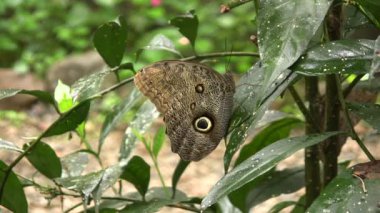 Doğa ve ensest, kelebek videosu.