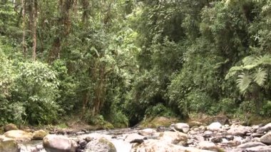 Nehir akışının videosu, ormandaki su buharı 