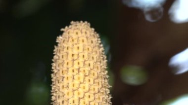 Yavaş çekim video, İğnesiz arı Philodendron sarmaşığının çiçeğini ziyaret ediyor