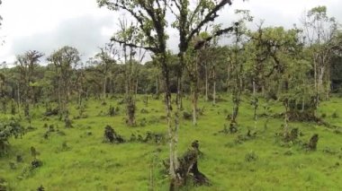 Yeşil orman ağaçları, çevre bitki örtüsü, manzara videosu 