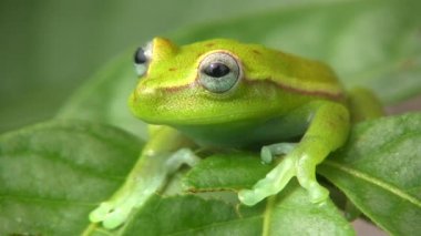 Kaba derisi yüzülmüş yeşil ağaç, yaprak üzerinde Hypsiboas cinerascens videosu 