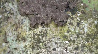 Karınca ordusu, video zaman aşımı 