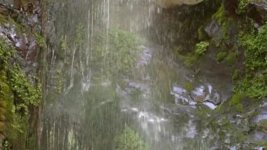 Yavaş çekim video şelale, yeşil flora, yosun ve yapraklar 