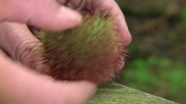 Meyve videosu, Achiote, Bixa orellana, erkek eli 
