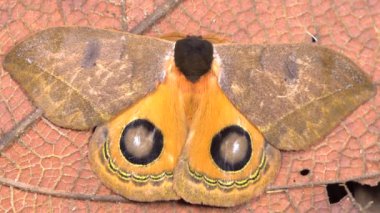 Saturniid güve videosu, Automeris Argentifera, turuncu kanatlar. 