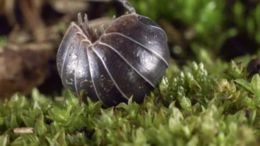 Armadillidium vulgare 'in yosun içindeki videosu