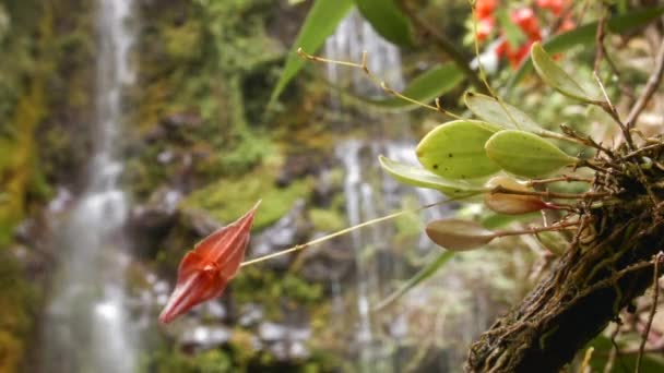 Video Von Wasserfall Hintergrund Grüner Flora Und Roter Blume — Stockvideo