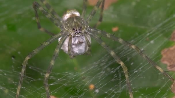 ビデオ クモの巣の中の葉 エクアドル 卵を守る — ストック動画