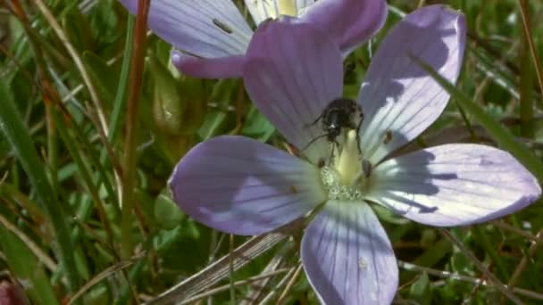 Tempo Lapso Vídeo Verão Campo Flores Com Bugs — Vídeo de Stock