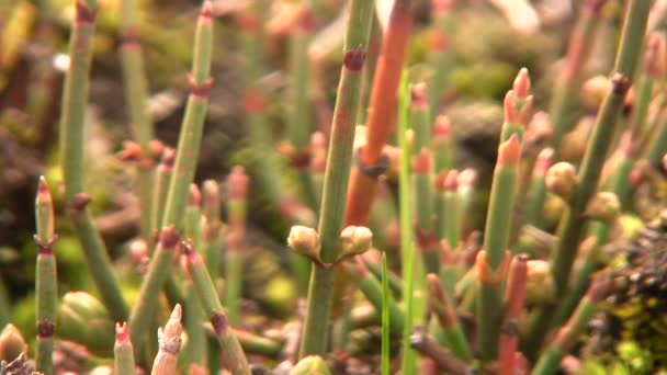 Video Ephedra Americana Arbusto Gimnospermo Postrado Fuente Del Alcaloide Ephedrine — Vídeo de stock
