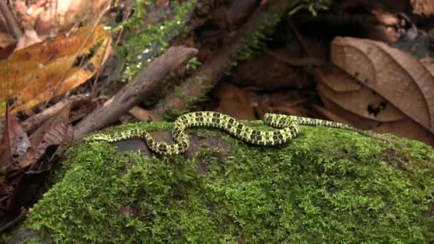 Video Speckled Forest Pitviper Bothriopsis Taeniata Amazonía Ecuatoriana — Vídeos de Stock