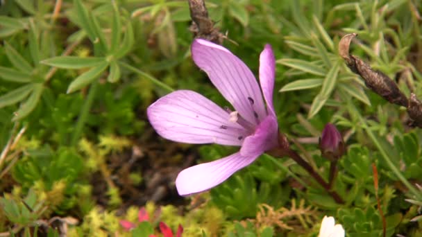 Βίντεο Από Μωβ Βιολετί Λουλούδι — Αρχείο Βίντεο