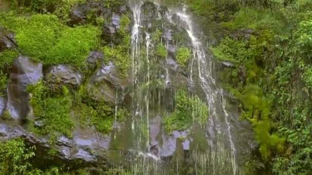 Slow Motion Video Waterfall Green Flora Moss Leaves — Stock Video