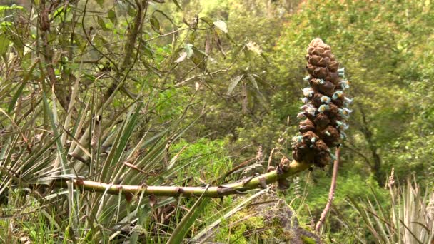 Video Puya Aequatorialis Terrestrial Bromeliad Ecuadorian Andes — Stock Video