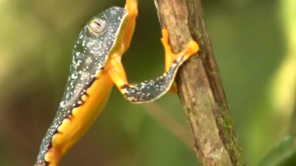 Yeşil Sarı Kurbağa Amazon Yaprak Kurbağası Cruziohyla Craspedopus — Stok video