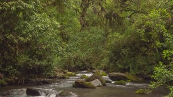 Bosque Verde Tropical Con Flujo Agua Del Río Video Time — Vídeo de stock