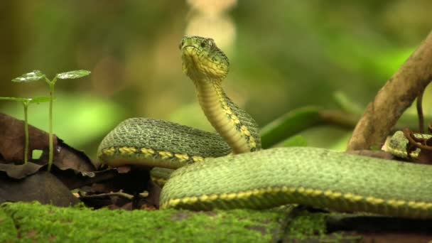 Video Two Striped Forest Pitviper Snake Bothriopsis Bilineata Rainforest Orellana — Stock Video
