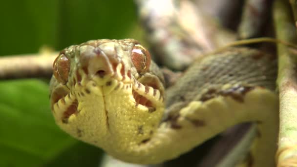 Video Jardín Árbol Boa Serpiente Corallus Hortulanus Moviendo Lengua Cámara — Vídeo de stock