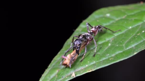 Harige Panter Mier Pachycondyla Villosa Dragen Deel Van Sprinkhaan Zijn — Stockvideo